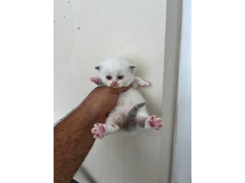 Cinemon bi color british shorthair