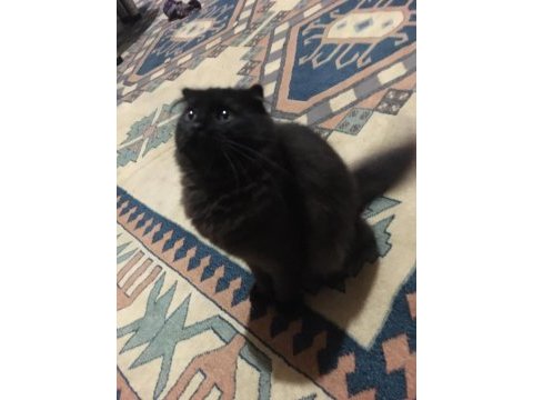 Scottish fold siyah 4 aylık