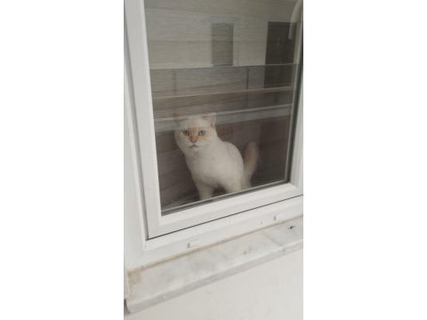 British shorthair erkek red point