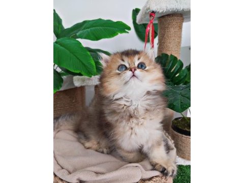 British longhair duffy bebeğim