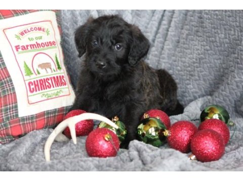 Safkan maltipoo bebekleri