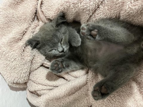 5 aylık british shorthair yavru sevimli ve oyuncu