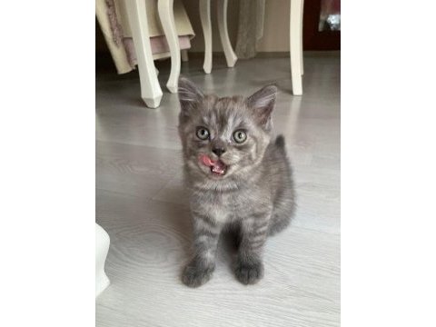 British ve scottish fold yavrularım