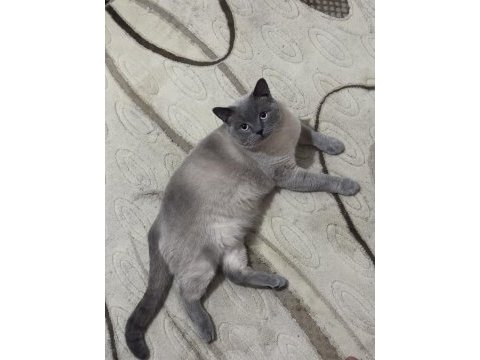 4 yaşında çok tatlı british shorthair