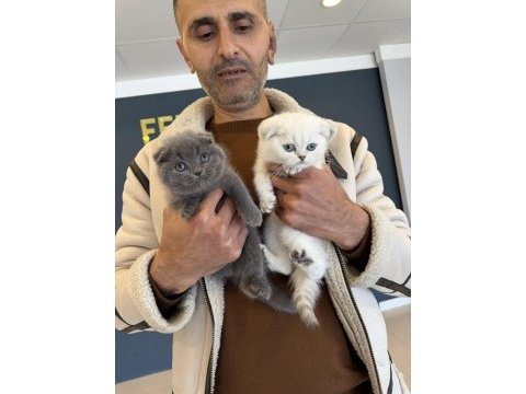 Scottısh fold yavrular brıtısh yavrular ankara 