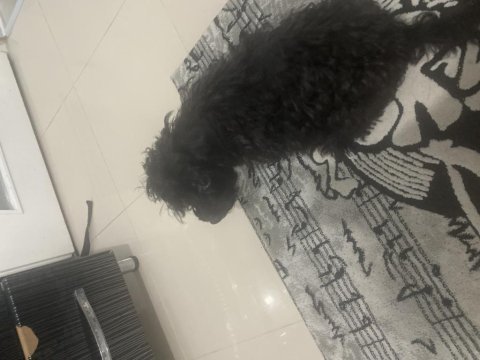 Maltipoo kızım lina (ücretsiz kedi maması karşılığında)