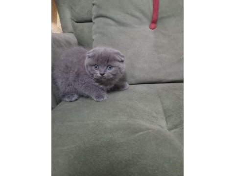 Scottish fold kedimiz