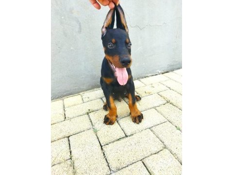 Eğitim çiftliğinden dev doberman