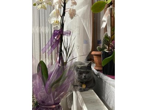 Kısırlaştırılmış çok uysal british shorthair lili hanım