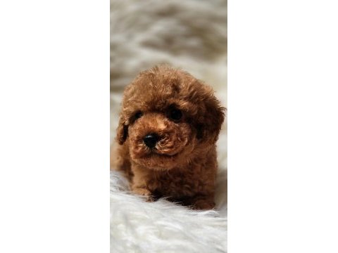 Veteriner teknikerinden sevimli toy poodle dişi ve erkek