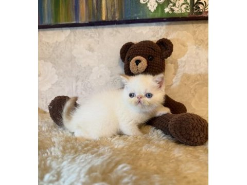 Exotic shorthair iddia ediyorum ülkedeki en iyi yavrular