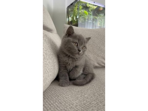 A kalite son 2 yavru british shorthair