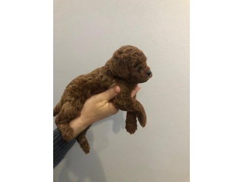 Toy poodle erkek