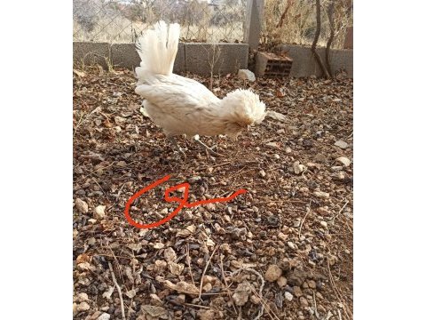 Mavi yeşil yumurta tavuklar