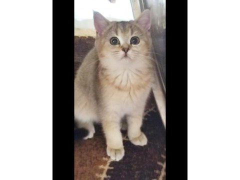 British shorthair golden shaded dişi
