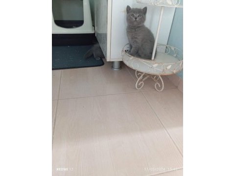 Kedimiz yeni yuvasını bekliyor