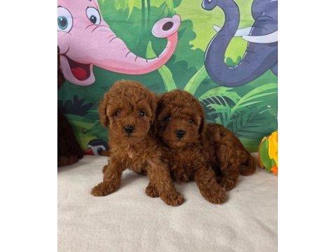 Aşılı toy poodle yavrularımız