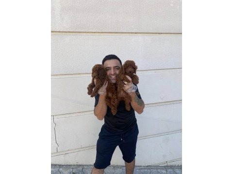 Wc egitimli toy poodle yavrularımız fenomen pets ankara