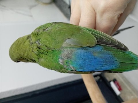 Bebek sevda papağanı