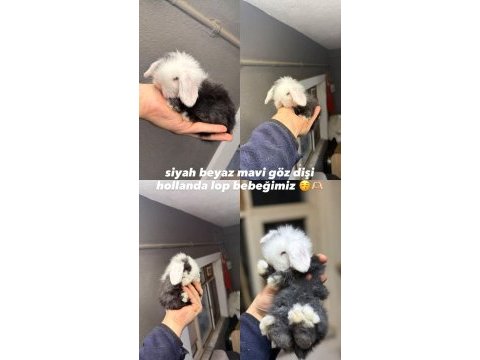 Hollanda lop tavşanları