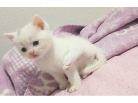 Renk renk british shorthair bebekler