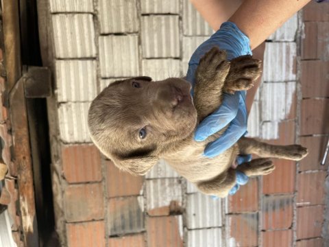 Mükemmel kalite blue&lilac cane corso yavruları