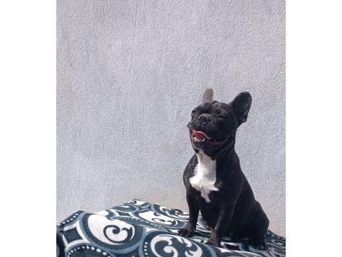 Blue taşıyıcı micro dişi french bulldog