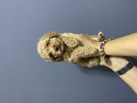 Kilo ırk ve sağlık garantili poodle kardeşler