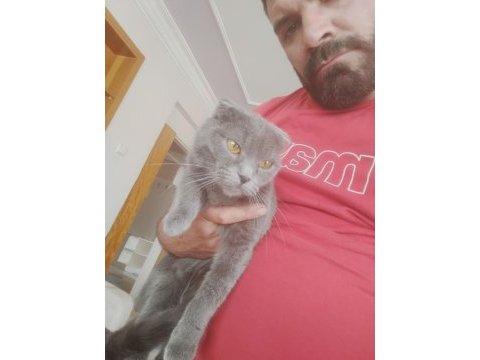 Acil sahiplendirilecek kedimiz