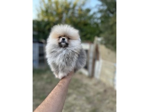 Sağlık ve ırk garantili pomeranian yavrumuz 