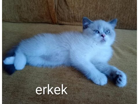 Rengarenk chinchilla kedisi