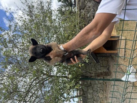 Mükemmel malinois köpekler