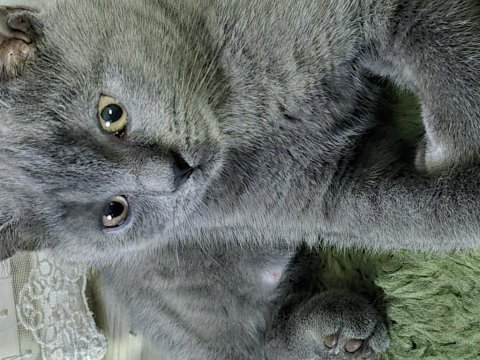 British shorthair acil gri kedimiz