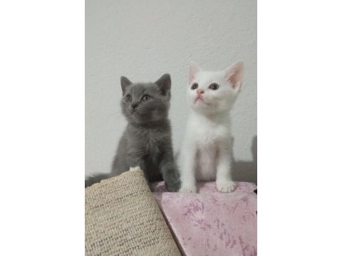 Safkan british shorthair bebekler - renk renk