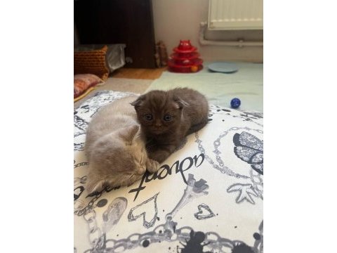 Scottish fold 4 yavru