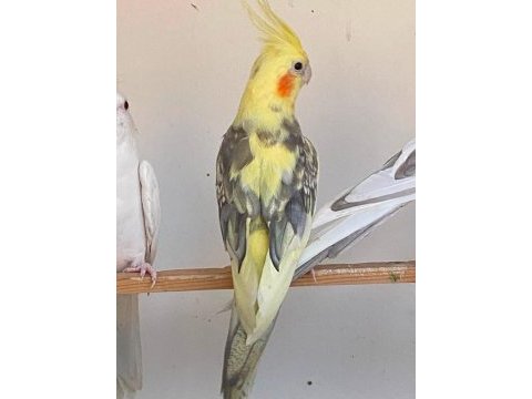 Mutasyon sultan papağanları toplu