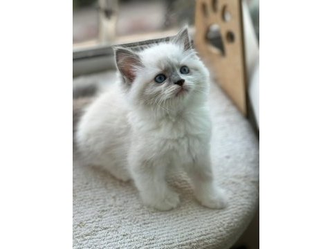 Yurt dışından anne ve baba şecereli ragdoll yavru