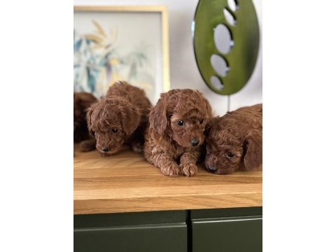 Toy poodle bebeklerim sakarya
