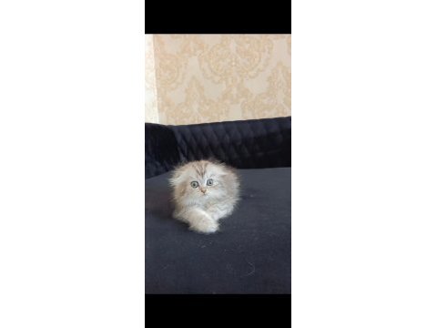 Minnoş kedilerim