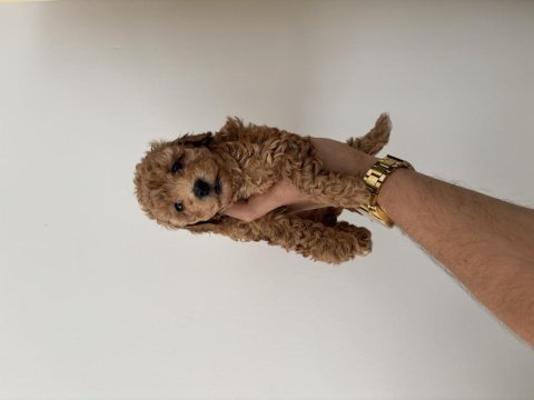 Dişi erkek poodle bebeklerimiz yeni ailelerini bekliyor