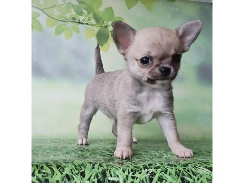 Elma surat chihuahua yavrularım