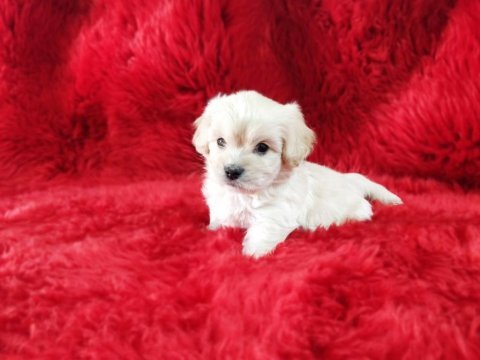 Kore maltese terrier yavrularım