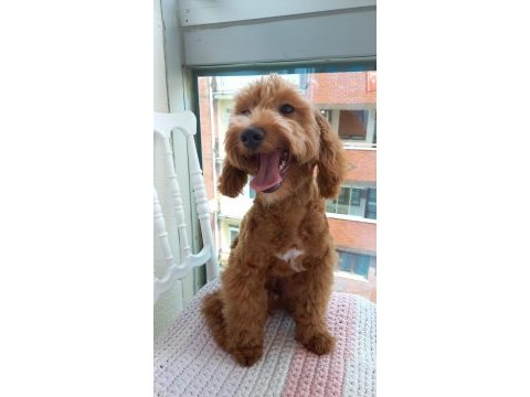 5 aylık maltipoo