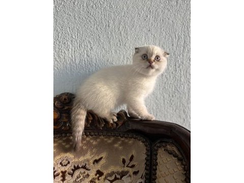 Güzeller güzeli kedimiz