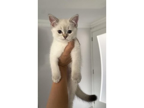 2.5 aylık yavru kediler