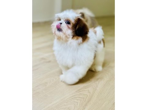 Oyun delisi prenses shih tzu