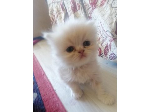 Özelden bilgi verilir persian
