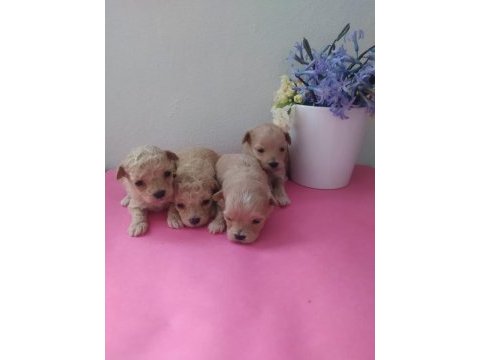 Dişi erkek pet eğitimli maltipoo yavrular