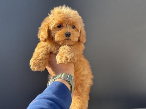 Petmode köpek çiftliğinde ziyarete açık kore maltipoo