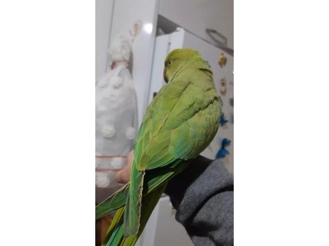 Pakistan papağanı